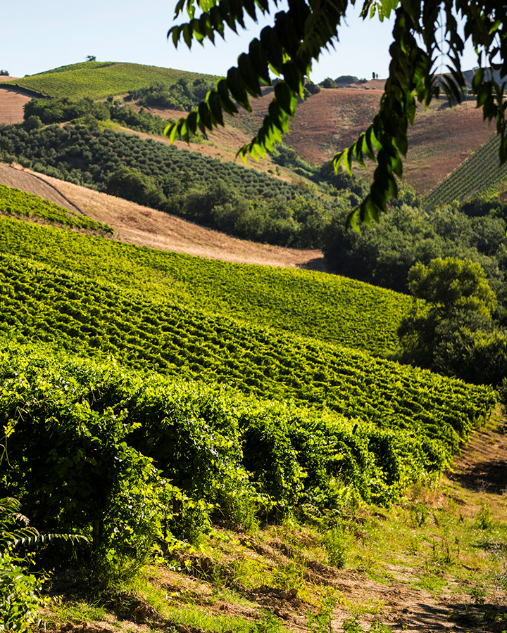 CaliciCucina_24_12